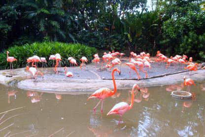 Flamingos at Jurong Bird Park