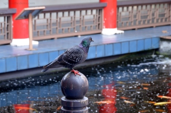 A bird resting near the koi pond