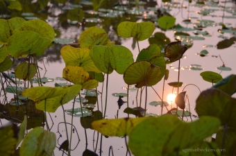 Captured sun in the lotus pond